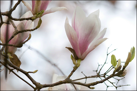 Magnolien